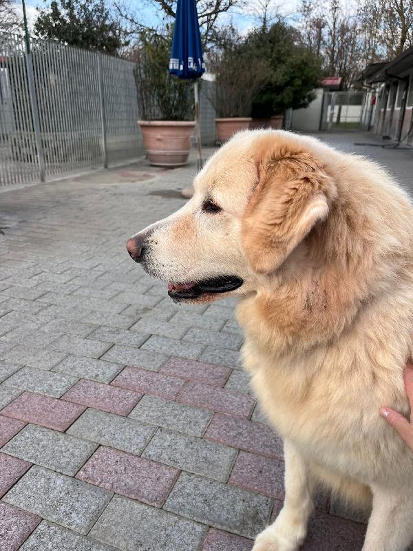 SALOMONE CERCA FAMIGLIA Foto 2